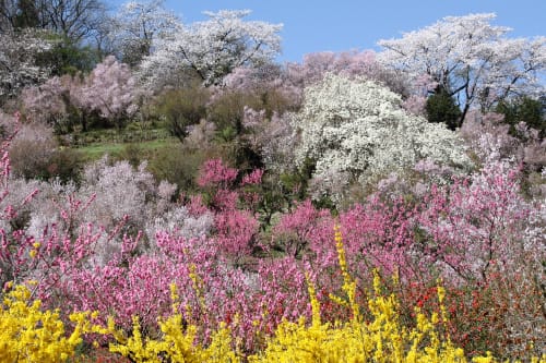 花見山