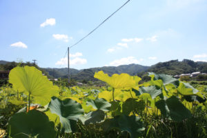 蓮の花もすっかり終わり葉が大きく伸びています。