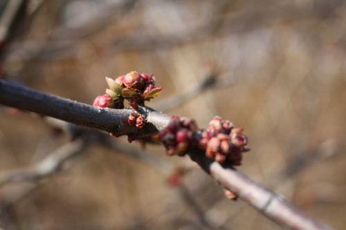 木瓜の芽も少し膨らんできていました。