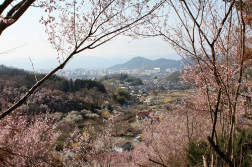 桜を囲んで市内が見えるビューポイント！