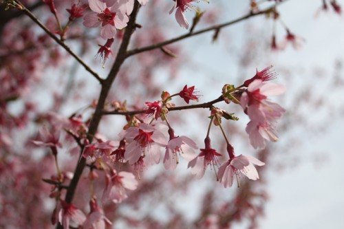 東海桜。中心が赤くかわいい