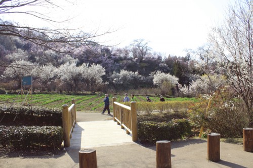 ヒガンザクラ、東海桜。ここは、花見山一のフォトスポットです。 