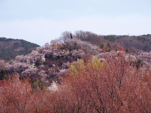 赤みある花見山