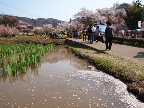 桜の花弁が菖蒲池に浮かんでいました