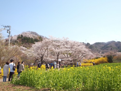 菜の花もだいぶ咲きました