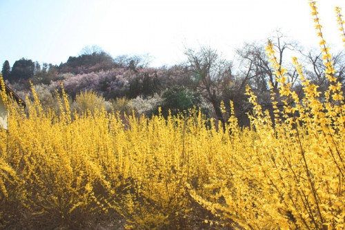 まぶしい程の黄色が美しいレンギョウ。