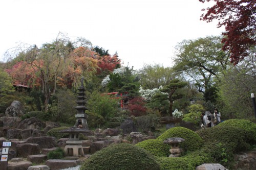 つつじが花をつけるのも、もうすぐですね