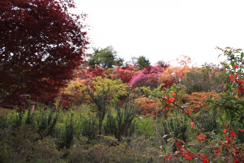 春もみじのグラデーションも花見山の魅力ではないでしょうか