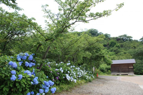 紫陽花の色も濃くなっていました