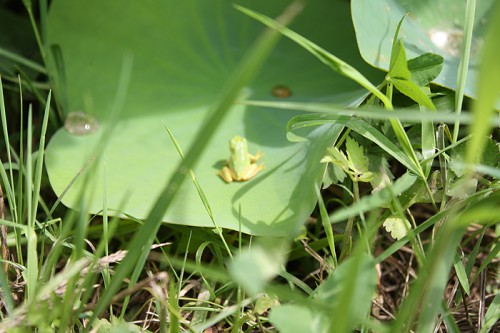 蓮はカエルが似合いますね