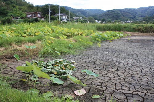 池の水が抜かれていました。 蓮などは根が密集しすぎると花が咲かないそうで、こうして池も手入れされているんですね。