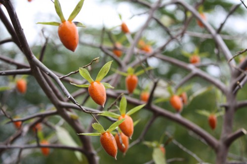 ロウヤガキ(老爺柿・老鴉柿)は、観賞用の渋柿です。