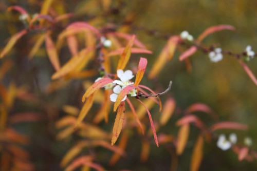 紅葉していてきれいです