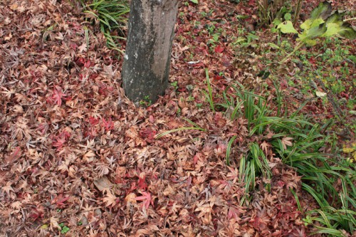 紅葉が枯れて踏むと楽しいです。