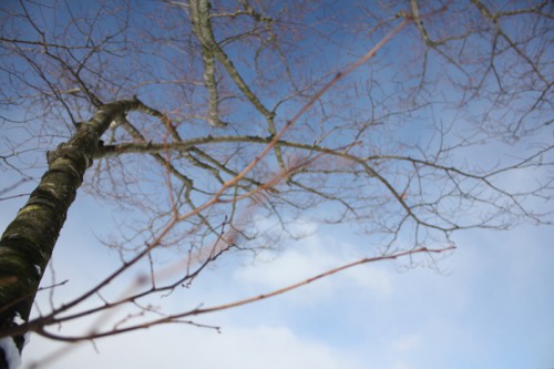 葉が落ちきった桜の木には