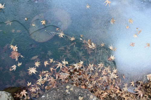 池も凍る寒さ。氷の下と表面との落ち葉が素敵でした。