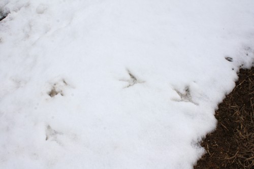 鳥の足跡