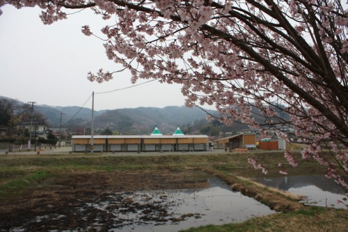 今年は、桜の開花も早いので満開になるのもすぐかもしれませんね