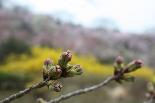 市内では咲き出した所もありますが、花見山のソメイヨシノはあと少し。