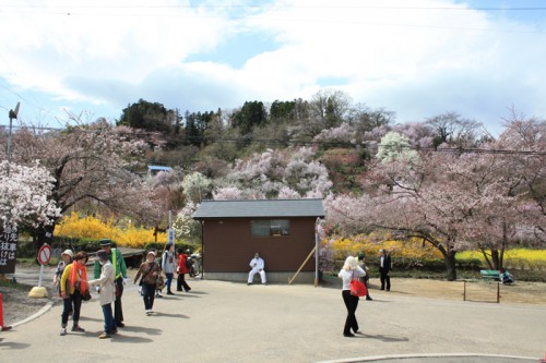 奥のログハウスが「花見山公園前観光案内所」です