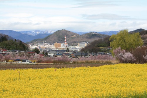 福島市のシンボル信夫山。眩しい程の菜の花のじゅうたん