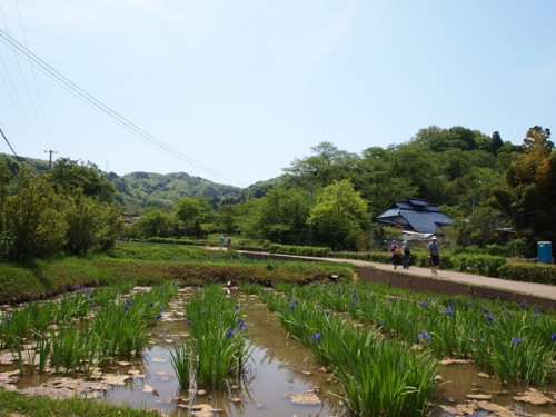 カキツバタは5分咲きです