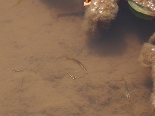 カキツバタの水辺にはメダカがいますよ