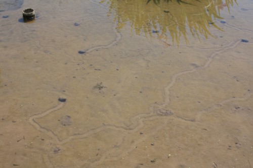カキツバタの池ではタニシが元気に動いて池に模様を描いていました