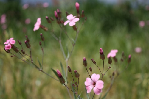 下に目を向ければ、至る所に野草が咲いています