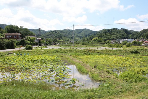 花見山2015