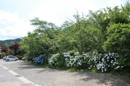 花見山2015