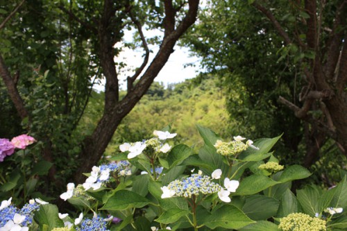 花見山2015