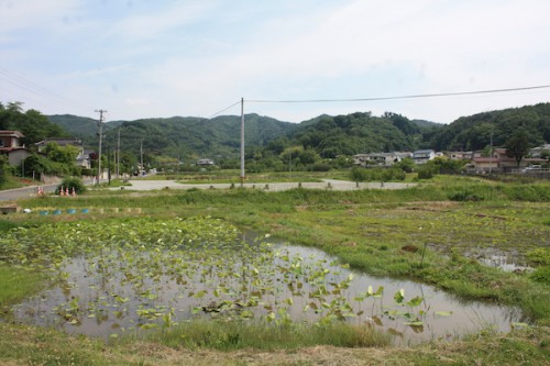 花見山2015