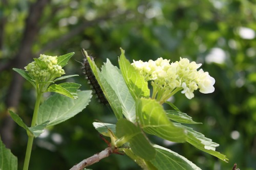 葉の裏には毛虫が…。紫陽花の毒は大丈夫なのでしょうか。