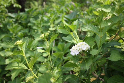 紫陽花もまだ小さく白い花がついてばかりです