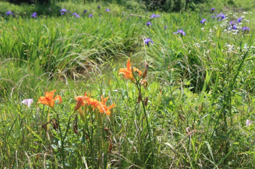 手前のオレンジ色の花はカンゾウ（萱草）、奥はカキツバタ（杜若）