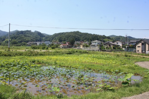 蓮や睡蓮の池