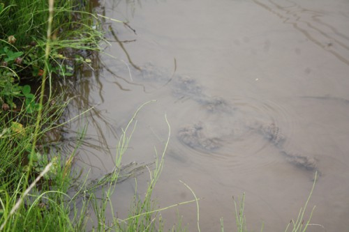 カキツバタの池には、すばしっこいザリガニがいます