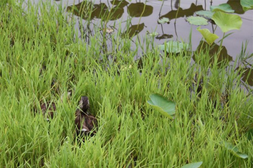 池の茂みにカモ発見