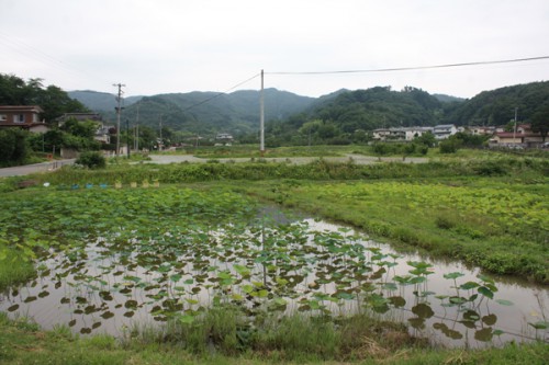 他にも休んでいたり数羽のカモが。見つけてみてください