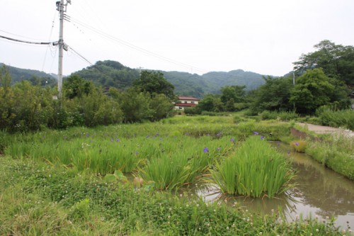 カキツバタはもうすぐ終わりそうです