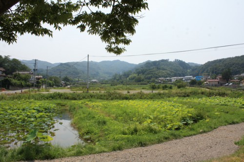 暑い日の木陰はオアシスです