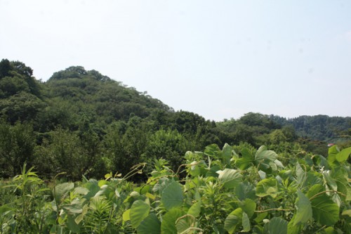 左奥が花見山上部です。緑一色ですね