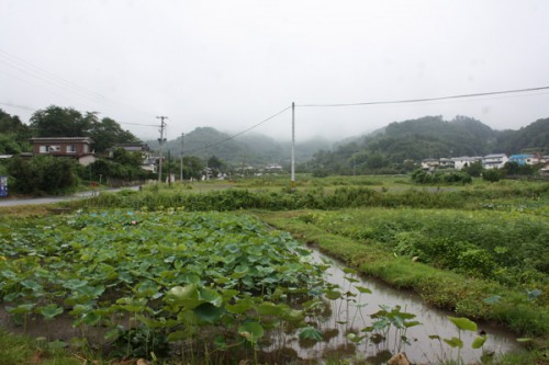 蓮池。地下茎は野菜の一種であるレンコン