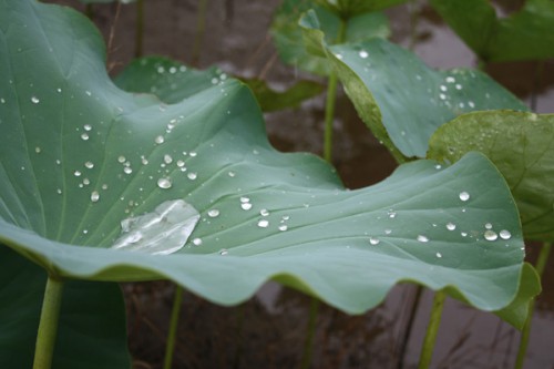 雨水が溜まってきれいでした