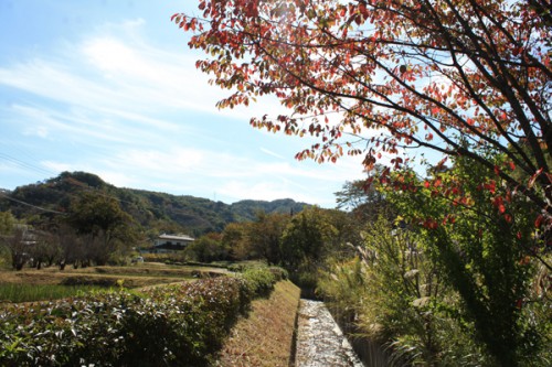 桜の紅葉と秋の空