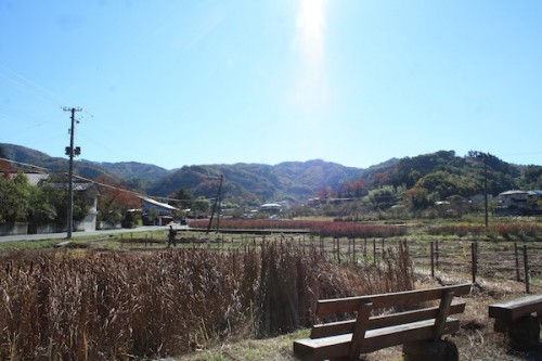 福島県福島市の花見山公園