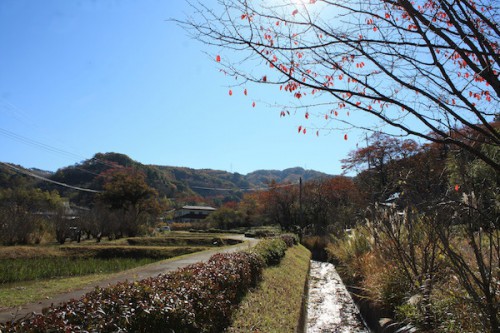 福島県福島市の花見山公園