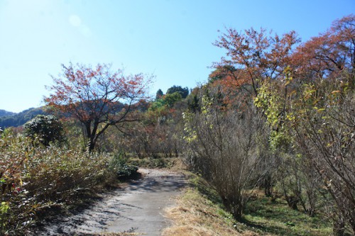 福島県福島市の花見山公園