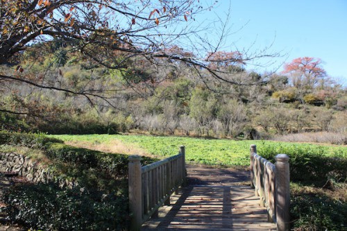 福島県福島市の花見山公園